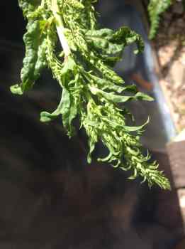 chard seeds